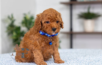 F1B Cavapoo