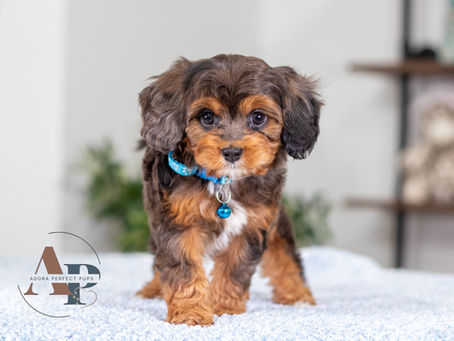 Blue Merle & Tan Cavapoo Puppy