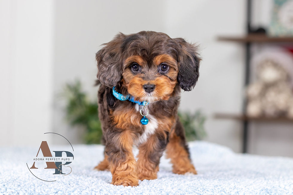 Blue Merle & Tan Cavapoo Puppy