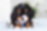 F1 Cavapoo