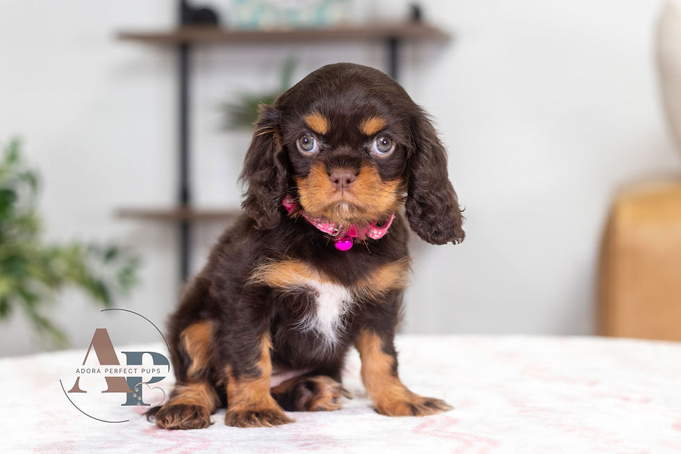 A Chocolate Cavalier Puppy sitting for a photo.