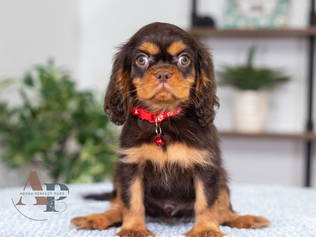Chocolate Cavalier King Charles Spaniel sitting for a photo.
