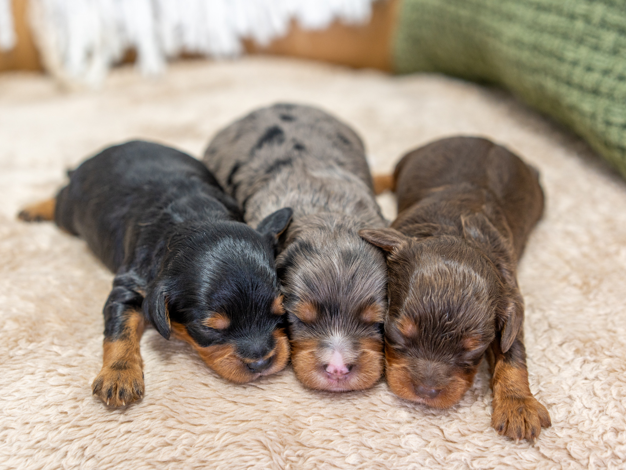 Cavapoo Puppies for Sale in Greensboro, North Carolina - Main Image
