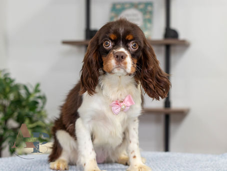 Penny, a female Chocolate Cavalier sitting for a photo at Adora Perfect Pups