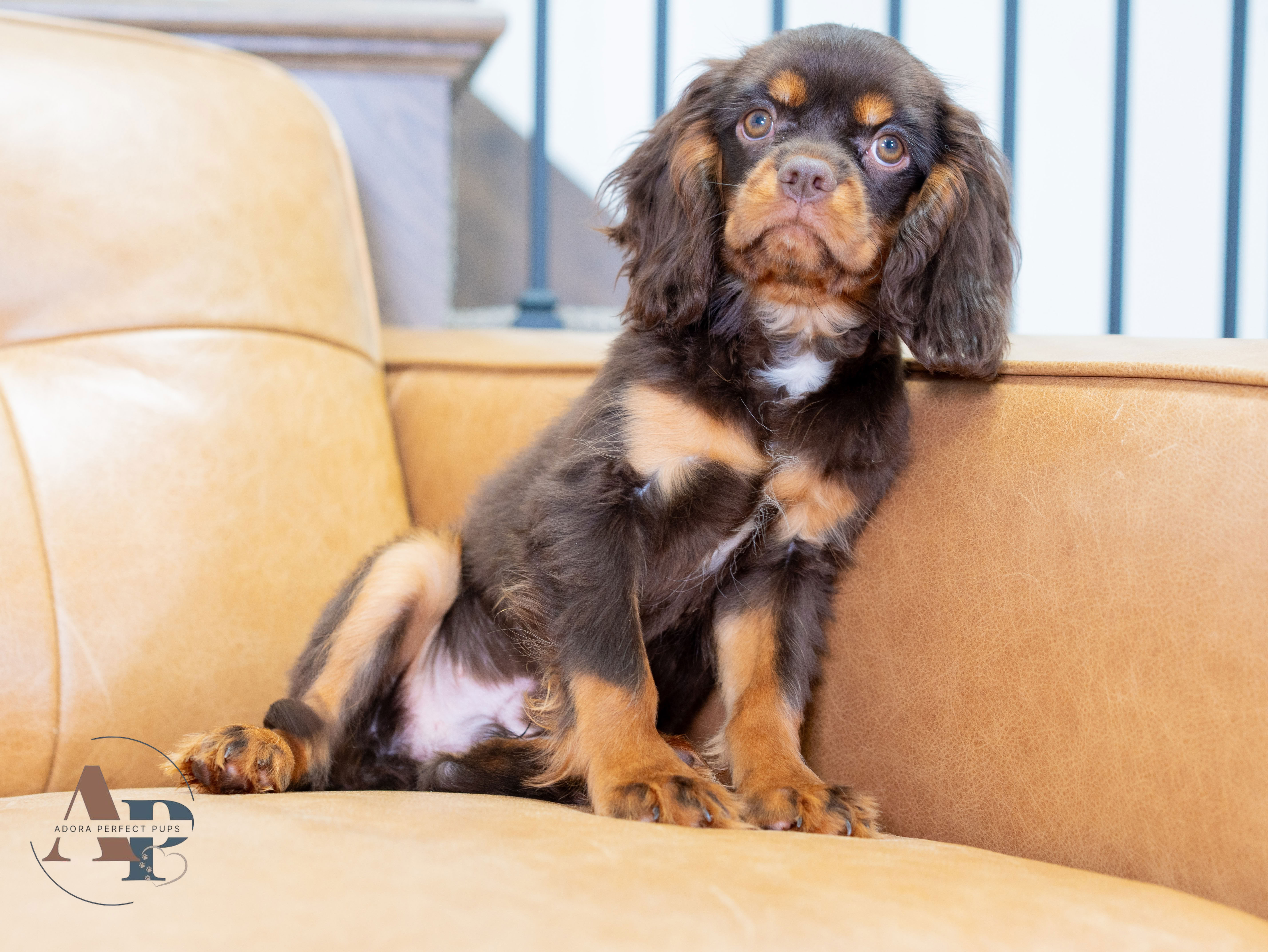 Health Problems A King Charles Cavalier Chocolate And Tan Cavalier