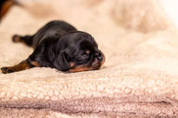 Cambria's boys - cavapoo.jpg