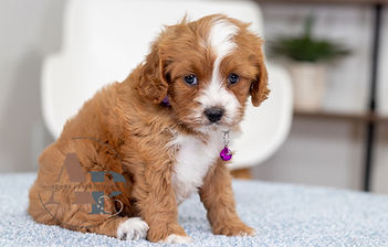 F1 Cavapoo