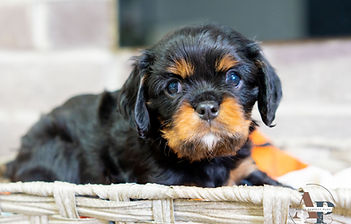 Cavalier King Charles Spaniel