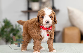F1B Cavapoo