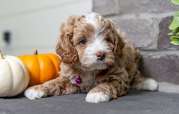 F1B Cavapoo