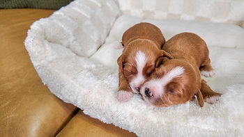 Cambria's boys - cavapoo.jpg