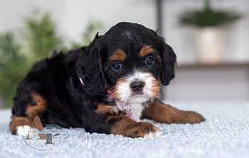 F1 Cavapoo
