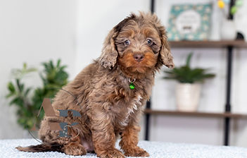 F1 Cavapoo