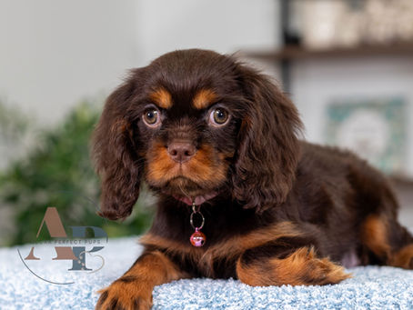 Chocolate Cavalier Puppy laying down for a photo
