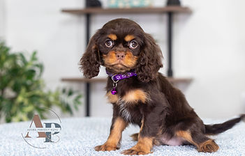 Cavalier King Charles Spaniel