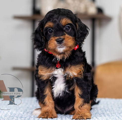 F1 Cavapoo