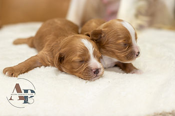 Cambria's girls - cavapoo.jpg