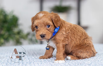 F1B Cavapoo