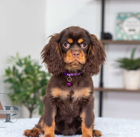 Cavalier King Charles Spaniel