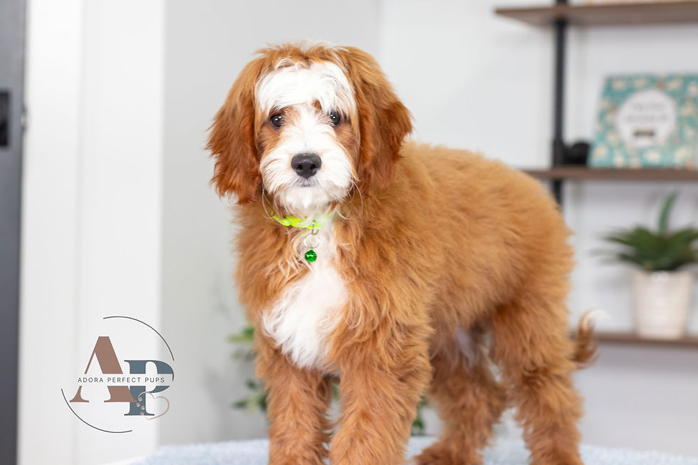 Fluffy red-and-white cavapoo puppy with green collar stands indoors on a soft surface, with Adora Perfect Pups logo visible.