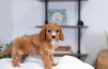 F1 Cavapoo