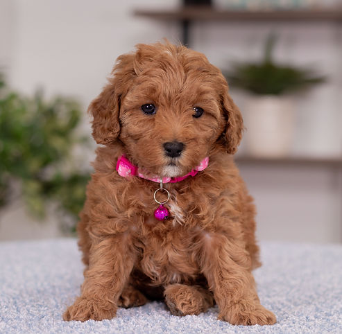 F1B Cavapoo