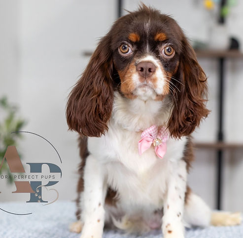 Cavalier King Charles Spaniel