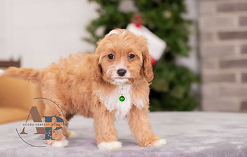 F1 Cavapoo
