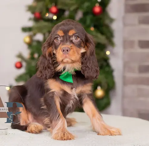 Cavalier King Charles Spaniel