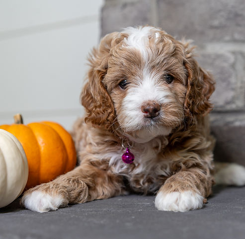 F1B Cavapoo