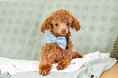 F1B Cavapoo