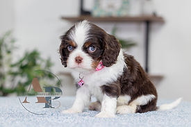 Cavalier King Charles Spaniel
