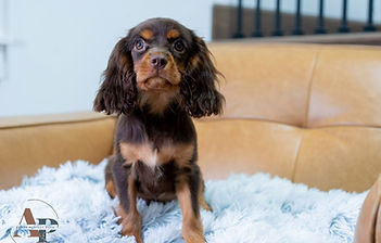Cavalier King Charles Spaniel