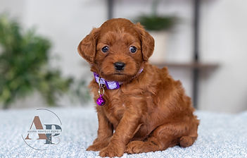 F1B Cavapoo