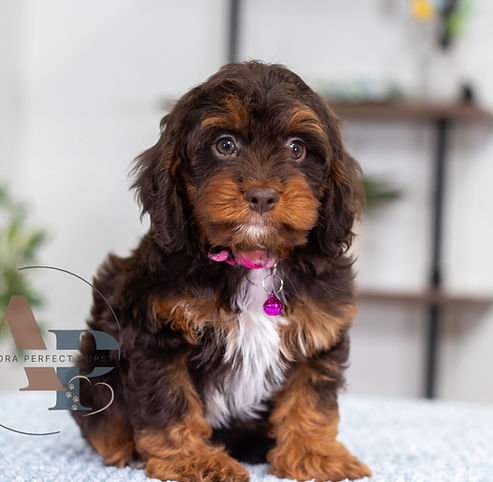F1 Cavapoo