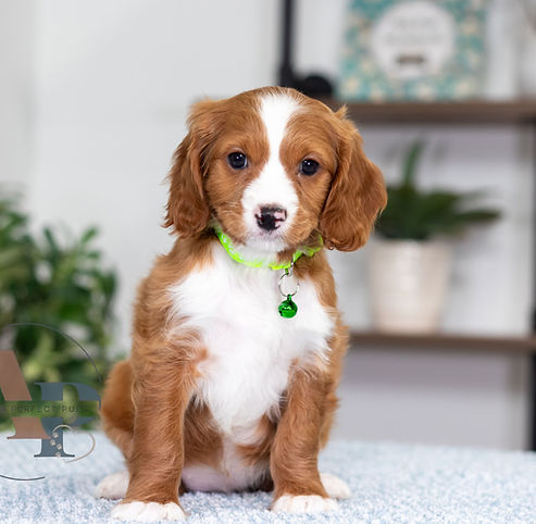 F1 Cavapoo
