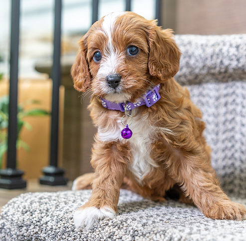 F1 Cavapoo