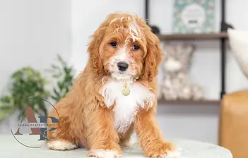 F1 Cavapoo