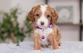 F1 Cavapoo