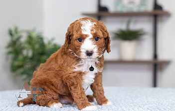 F1B Cavapoo