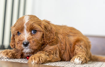 F1 Cavapoo