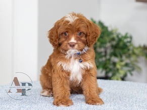 Small red-and-white Cavapoo puppy with blue collar sits on a light blue blanket, looking at camera.