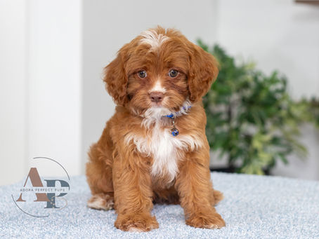 Small red-and-white Cavapoo puppy with blue collar sits on a light blue blanket, looking at camera.