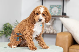F1B Cavapoo