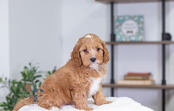 F1 Cavapoo