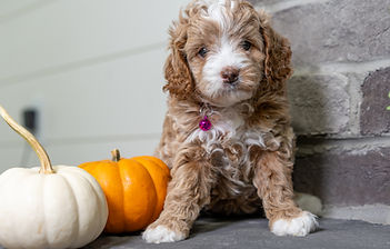 F1B Cavapoo