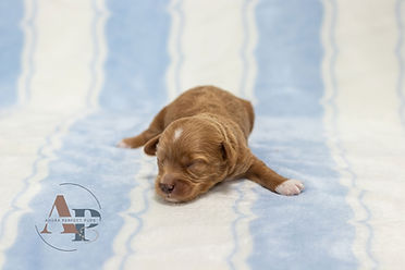 Cambria's boys - cavapoo.jpg