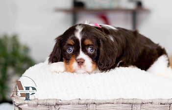 Cavalier King Charles Spaniel