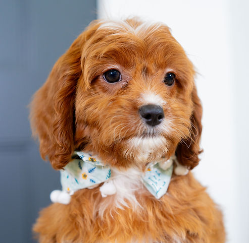 F1 Cavapoo