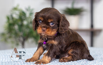 Cavalier King Charles Spaniel